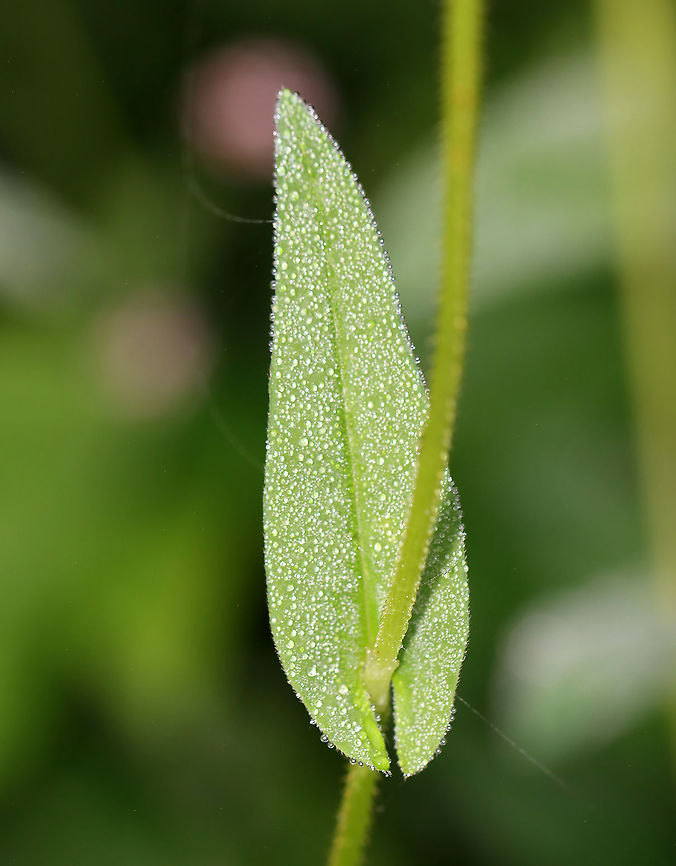 Arrowleaf Tearthumb - Persicaria sagittata Habitat: Meadow/pond edge<br />
<figure class="photo"><a href="https://www.jungledragon.com/image/112114/arrowleaf_tearthumb_-_persicaria_sagittata.html" title="Arrowleaf Tearthumb - Persicaria sagittata"><img src="https://s3.amazonaws.com/media.jungledragon.com/images/3232/112114_thumb.jpg?AWSAccessKeyId=05GMT0V3GWVNE7GGM1R2&Expires=1769040010&Signature=xD93NZwpWliVTqHvQj4avPZfeEA%3D" width="200" height="154" alt="Arrowleaf Tearthumb - Persicaria sagittata Habitat: Meadow/pond edge<br />
https://www.jungledragon.com/image/112118/arrowleaf_tearthumb_-_persicaria_sagittata.html<br />
https://www.jungledragon.com/image/112117/arrowleaf_tearthumb_-_persicaria_sagittata.html<br />
https://www.jungledragon.com/image/112116/arrowleaf_tearthumb_-_persicaria_sagittata.html<br />
https://www.jungledragon.com/image/112115/arrowleaf_tearthumb_-_persicaria_sagittata.html American tearthumb,Geotagged,Persicaria,Persicaria sagittata,Summer,United States,arrowleaf tearthumb" /></a></figure><br />
<figure class="photo"><a href="https://www.jungledragon.com/image/112118/arrowleaf_tearthumb_-_persicaria_sagittata.html" title="Arrowleaf Tearthumb - Persicaria sagittata"><img src="https://s3.amazonaws.com/media.jungledragon.com/images/3232/112118_thumb.jpg?AWSAccessKeyId=05GMT0V3GWVNE7GGM1R2&Expires=1769040010&Signature=41Rzj2Mjo9QDJ1mghW0i12xVMoM%3D" width="116" height="152" alt="Arrowleaf Tearthumb - Persicaria sagittata Habitat: Meadow/pond edge<br />
https://www.jungledragon.com/image/112114/arrowleaf_tearthumb_-_persicaria_sagittata.html<br />
https://www.jungledragon.com/image/112117/arrowleaf_tearthumb_-_persicaria_sagittata.html<br />
https://www.jungledragon.com/image/112116/arrowleaf_tearthumb_-_persicaria_sagittata.html<br />
https://www.jungledragon.com/image/112115/arrowleaf_tearthumb_-_persicaria_sagittata.html Geotagged,Persicaria sagittata,Summer,United States" /></a></figure><br />
<figure class="photo"><a href="https://www.jungledragon.com/image/112116/arrowleaf_tearthumb_-_persicaria_sagittata.html" title="Arrowleaf Tearthumb - Persicaria sagittata"><img src="https://s3.amazonaws.com/media.jungledragon.com/images/3232/112116_thumb.jpg?AWSAccessKeyId=05GMT0V3GWVNE7GGM1R2&Expires=1769040010&Signature=u7PKrWjfCKHaG7BKQowrdFs1IIY%3D" width="104" height="152" alt="Arrowleaf Tearthumb - Persicaria sagittata Habitat: Meadow/pond edge<br />
https://www.jungledragon.com/image/112114/arrowleaf_tearthumb_-_persicaria_sagittata.html<br />
https://www.jungledragon.com/image/112118/arrowleaf_tearthumb_-_persicaria_sagittata.html<br />
https://www.jungledragon.com/image/112117/arrowleaf_tearthumb_-_persicaria_sagittata.html<br />
https://www.jungledragon.com/image/112115/arrowleaf_tearthumb_-_persicaria_sagittata.html American tearthumb,Geotagged,Persicaria sagittata,Summer,United States" /></a></figure><br />
<figure class="photo"><a href="https://www.jungledragon.com/image/112115/arrowleaf_tearthumb_-_persicaria_sagittata.html" title="Arrowleaf Tearthumb - Persicaria sagittata"><img src="https://s3.amazonaws.com/media.jungledragon.com/images/3232/112115_thumb.jpg?AWSAccessKeyId=05GMT0V3GWVNE7GGM1R2&Expires=1769040010&Signature=3YTi7Eh8aAoesjilQnq1YzxJ1h0%3D" width="200" height="162" alt="Arrowleaf Tearthumb - Persicaria sagittata Habitat: Meadow/pond edge<br />
https://www.jungledragon.com/image/112114/arrowleaf_tearthumb_-_persicaria_sagittata.html<br />
https://www.jungledragon.com/image/112118/arrowleaf_tearthumb_-_persicaria_sagittata.html<br />
https://www.jungledragon.com/image/112117/arrowleaf_tearthumb_-_persicaria_sagittata.html<br />
https://www.jungledragon.com/image/112116/arrowleaf_tearthumb_-_persicaria_sagittata.html American tearthumb,Geotagged,Persicaria sagittata,Summer,United States" /></a></figure> Geotagged,Persicaria sagittata,Summer,United States
