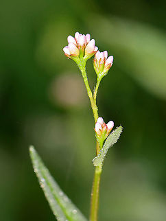Arrowleaf Tearthumb - Persicaria sagittata Habitat: Meadow/pond edge
https://www.jungledragon.com/image/112114/arrowleaf_tearthumb_-_persicaria_sagittata.html
https://www.jungledragon.com/image/112117/arrowleaf_tearthumb_-_persicaria_sagittata.html
https://www.jungledragon.com/image/112116/arrowleaf_tearthumb_-_persicaria_sagittata.html
https://www.jungledragon.com/image/112115/arrowleaf_tearthumb_-_persicaria_sagittata.html Geotagged,Persicaria sagittata,Summer,United States