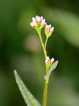Arrowleaf Tearthumb - Persicaria sagittata Habitat: Meadow/pond edge<br />
https://www.jungledragon.com/image/112114/arrowleaf_tearthumb_-_persicaria_sagittata.html<br />
https://www.jungledragon.com/image/112117/arrowleaf_tearthumb_-_persicaria_sagittata.html<br />
https://www.jungledragon.com/image/112116/arrowleaf_tearthumb_-_persicaria_sagittata.html<br />
https://www.jungledragon.com/image/112115/arrowleaf_tearthumb_-_persicaria_sagittata.html Geotagged,Persicaria sagittata,Summer,United States