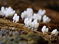 Slime mold - Arcyria cinerea 1-2 mm tall.<br />
<br />
Habitat: Growing on rotten wood; mixed forest<br />
https://www.jungledragon.com/image/112123/slime_mold_-_arcyria_cinerea.html Arcyria,Arcyria cinerea,Geotagged,Summer,United States,slime mold