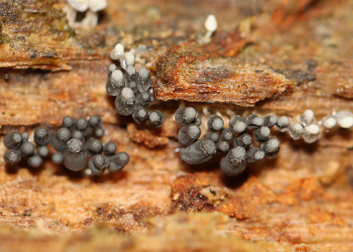 Slime mold - Arcyria cinerea 1-2 mm tall.<br />
<br />
Habitat: Growing on rotten wood; mixed forest<br />
<figure class="photo"><a href="https://www.jungledragon.com/image/112122/slime_mold_-_arcyria_cinerea.html" title="Slime mold - Arcyria cinerea"><img src="https://s3.amazonaws.com/media.jungledragon.com/images/3232/112122_thumb.jpg?AWSAccessKeyId=05GMT0V3GWVNE7GGM1R2&Expires=1767225610&Signature=hjhomsm4pqt35t3Ntvfq8LZFQ18%3D" width="200" height="150" alt="Slime mold - Arcyria cinerea 1-2 mm tall.<br />
<br />
Habitat: Growing on rotten wood; mixed forest<br />
https://www.jungledragon.com/image/112123/slime_mold_-_arcyria_cinerea.html Arcyria,Arcyria cinerea,Geotagged,Summer,United States,slime mold" /></a></figure> Arcyria cinerea,Geotagged,Summer,United States