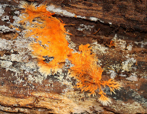 Hydnophlebia chrysorhiza Habitat: Rotting wood in a mixed forest
https://www.jungledragon.com/image/112125/hydnophlebia_chrysorhiza.html Geotagged,Hydnophlebia,Phanerochaete chrysorhizon,Summer,United States,fungus