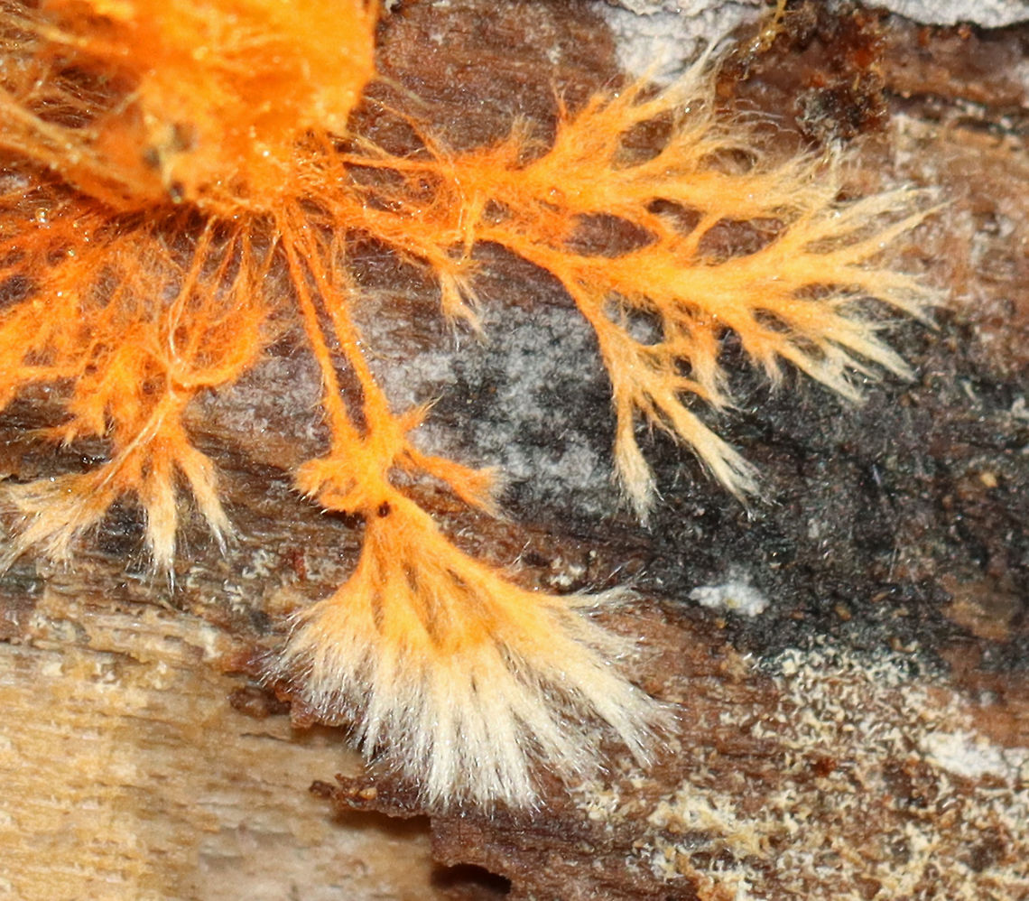 Hydnophlebia chrysorhiza Habitat: Rotting wood in a mixed forest<br />
<figure class="photo"><a href="https://www.jungledragon.com/image/112124/hydnophlebia_chrysorhiza.html" title="Hydnophlebia chrysorhiza"><img src="https://s3.amazonaws.com/media.jungledragon.com/images/3232/112124_thumb.jpg?AWSAccessKeyId=05GMT0V3GWVNE7GGM1R2&Expires=1767225610&Signature=goDSQWsAdQPSvBwvI70qe4njHKA%3D" width="200" height="156" alt="Hydnophlebia chrysorhiza Habitat: Rotting wood in a mixed forest<br />
https://www.jungledragon.com/image/112125/hydnophlebia_chrysorhiza.html Geotagged,Hydnophlebia,Phanerochaete chrysorhizon,Summer,United States,fungus" /></a></figure> Geotagged,Phanerochaete chrysorhizon,Summer,United States