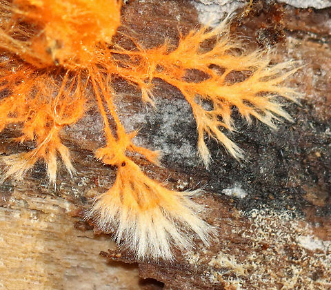 Hydnophlebia chrysorhiza Habitat: Rotting wood in a mixed forest
https://www.jungledragon.com/image/112124/hydnophlebia_chrysorhiza.html Geotagged,Phanerochaete chrysorhizon,Summer,United States