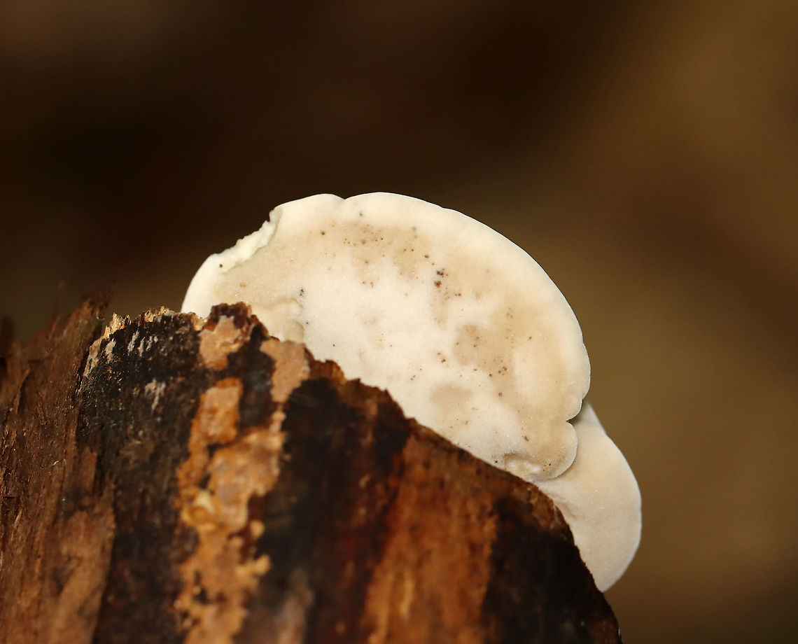 Blue Cheese Polypore - Postia livens Habitat: Rotting wood; mixed forest<br />
<figure class="photo"><a href="https://www.jungledragon.com/image/112127/blue_cheese_polypore_-_postia_livens.html" title="Blue Cheese Polypore - Postia livens"><img src="https://s3.amazonaws.com/media.jungledragon.com/images/3232/112127_thumb.jpg?AWSAccessKeyId=05GMT0V3GWVNE7GGM1R2&Expires=1759968010&Signature=e8H7bJgu4%2BXp%2FkMS9rIAhfuSv14%3D" width="200" height="134" alt="Blue Cheese Polypore - Postia livens Habitat: Rotting wood; mixed forest<br />
https://www.jungledragon.com/image/112126/blue_cheese_polypore_-_postia_livens.html Blue Cheese Polypore,Geotagged,Postia livens,Summer,United States" /></a></figure> Blue Cheese Polypore,Geotagged,Postia,Postia livens,Summer,United States,fungus,polypore