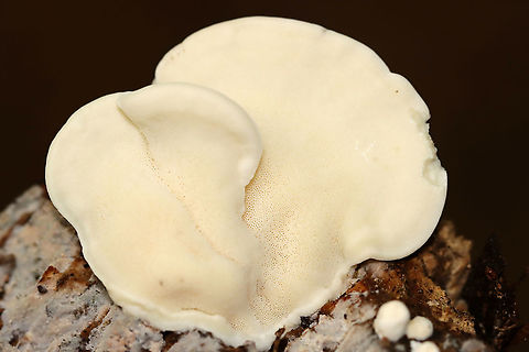 Blue Cheese Polypore