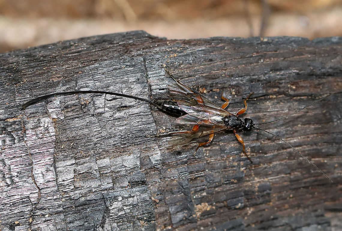Ichneumon Wasp - Pimpla pedalis Larvae parasitize moth caterpillars.<br />
<br />
Habitat: Deciduous forest Geotagged,Pimpla,Pimpla pedalis,Summer,United States,ichneumon,wasp