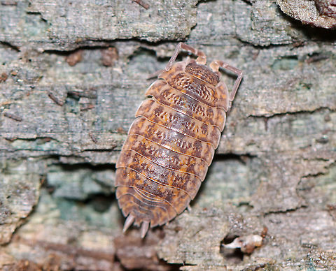 Rathke's Woodlouse - Trachelipus rathkii Habitat: Rotting log
https://www.jungledragon.com/image/112186/rathkes_woodlouse_-_trachelipus_rathkii.html Geotagged,Isopoda,Oniscidea,Summer,Trachelipus,Trachelipus rathkii,United States,Woodlouse