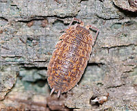 Rathke's Woodlouse - Trachelipus rathkii Habitat: Rotting log<br />
https://www.jungledragon.com/image/112186/rathkes_woodlouse_-_trachelipus_rathkii.html Geotagged,Isopoda,Oniscidea,Summer,Trachelipus,Trachelipus rathkii,United States,Woodlouse