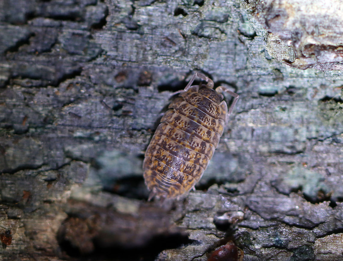 Rathke's Woodlouse - Trachelipus rathkii Habitat: Rotting log<br />
<figure class="photo"><a href="https://www.jungledragon.com/image/112185/rathkes_woodlouse_-_trachelipus_rathkii.html" title="Rathke&#039;s Woodlouse - Trachelipus rathkii"><img src="https://s3.amazonaws.com/media.jungledragon.com/images/3232/112185_thumb.jpg?AWSAccessKeyId=05GMT0V3GWVNE7GGM1R2&Expires=1759968010&Signature=DJSKJbEeO93WVpVr%2BYp%2BOrvmWX8%3D" width="200" height="162" alt="Rathke&#039;s Woodlouse - Trachelipus rathkii Habitat: Rotting log<br />
https://www.jungledragon.com/image/112186/rathkes_woodlouse_-_trachelipus_rathkii.html Geotagged,Isopoda,Oniscidea,Summer,Trachelipus,Trachelipus rathkii,United States,Woodlouse" /></a></figure> Geotagged,Rathke's Woodlouse,Summer,Trachelipus rathkii,United States