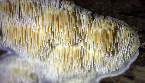 Tooth Fungus - Radulomyces copelandii? Teeth were about 1 cm long. Some were white, while others were yellowish.

Habitat: Rotting hardwood Geotagged,Radulomyces,Radulomyces copelandii,Summer,United States,fungus,tooth fungus