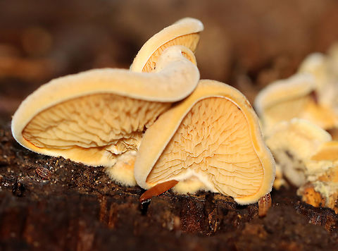 Orange Oyster - Phyllotopsis nidulans Habitat: Rotting wood
https://www.jungledragon.com/image/112194/orange_oyster_-_phyllotopsis_nidulans.html Geotagged,Orange oyster,Phyllotopsis,Phyllotopsis nidulans,Summer,United States,oyster
