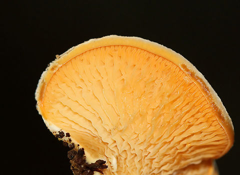 Orange Oyster - Phyllotopsis nidulans Habitat: Rotting wood
https://www.jungledragon.com/image/112193/orange_oyster_-_phyllotopsis_nidulans.html Geotagged,Orange oyster,Phyllotopsis nidulans,Summer,United States