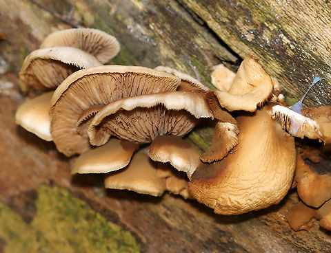 Flat Crep - Crepidotus applanatus Habitat: Rotting hardwood; deciduous forest Crepidotus,Crepidotus applanatus,Geotagged,Summer,United States,crep,flat crep,fungus,mushroom