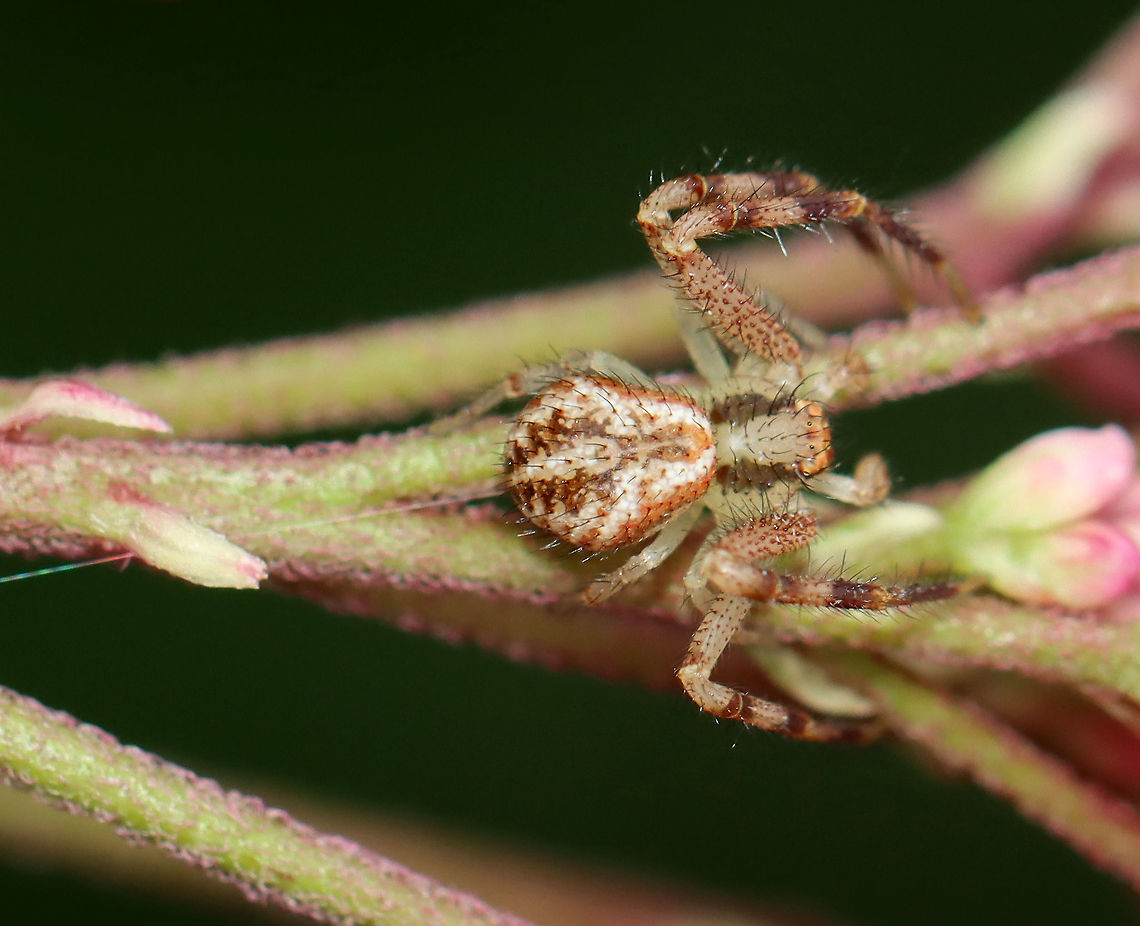 Northern Crab Spider - Mecaphesa asperata Habitat: Meadow<br />
<figure class="photo"><a href="https://www.jungledragon.com/image/112295/northern_crab_spider_-_mecaphesa_asperata.html" title="Northern Crab Spider - Mecaphesa asperata"><img src="https://s3.amazonaws.com/media.jungledragon.com/images/3232/112295_thumb.jpg?AWSAccessKeyId=05GMT0V3GWVNE7GGM1R2&Expires=1770854410&Signature=gWMFEL3n2nNsMpT%2Bxvh8XrTXzHg%3D" width="200" height="146" alt="Northern Crab Spider - Mecaphesa asperata Habitat: Meadow<br />
https://www.jungledragon.com/image/112294/northern_crab_spider_-_mecaphesa_asperata.html Geotagged,Mecaphesa asperata,Northern Crab Spider,Summer,United States" /></a></figure> Geotagged,Mecaphesa,Mecaphesa asperata,Northern Crab Spider,Summer,United States,crab spider,spider