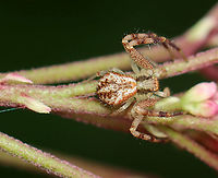 Northern Crab Spider - Mecaphesa asperata Habitat: Meadow<br />
https://www.jungledragon.com/image/112295/northern_crab_spider_-_mecaphesa_asperata.html Geotagged,Mecaphesa,Mecaphesa asperata,Northern Crab Spider,Summer,United States,crab spider,spider