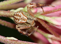 Northern Crab Spider - Mecaphesa asperata Habitat: Meadow<br />
https://www.jungledragon.com/image/112294/northern_crab_spider_-_mecaphesa_asperata.html Geotagged,Mecaphesa asperata,Northern Crab Spider,Summer,United States
