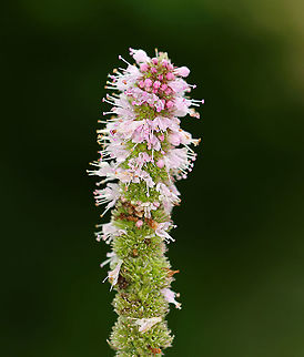 Apple Mint - Mentha suaveolens This plant flowers in late summer and has a very minty smell. The leaves can be used to make apple mint jelly. It is also used to make tea.

Habitat: Rural garden Apple mint,Geotagged,Mentha,Mentha suaveolens,Summer,United States
