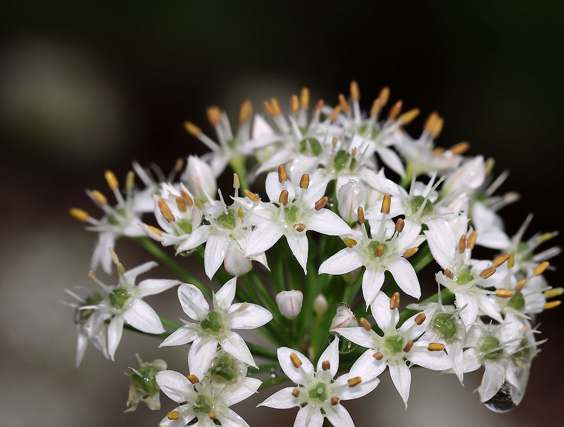 Garlic Chives - Allium tuberosum Grown for its culinary value, this plant has become naturalized in many areas.<br />
<br />
Habitat: Garden Allium,Allium tuberosum,Garlic Chives,Geotagged,Summer,United States,chives