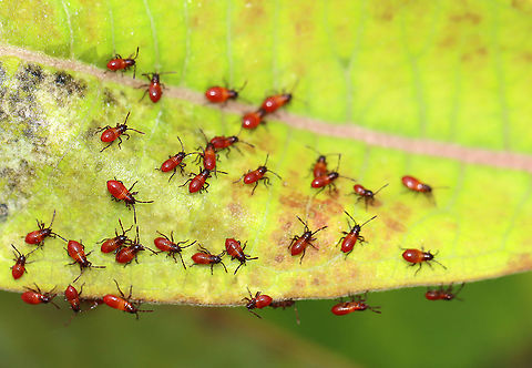 Milkweed Bug Nymphs - Oncopeltus fasciatus Habitat: Milkweed; meadow
https://www.jungledragon.com/image/112300/milkweed_bug_nymphs_-_oncopeltus_fasciatus.html Geotagged,Large milkweed bug,Oncopeltus,Oncopeltus fasciatus,Summer,United States,nymphs