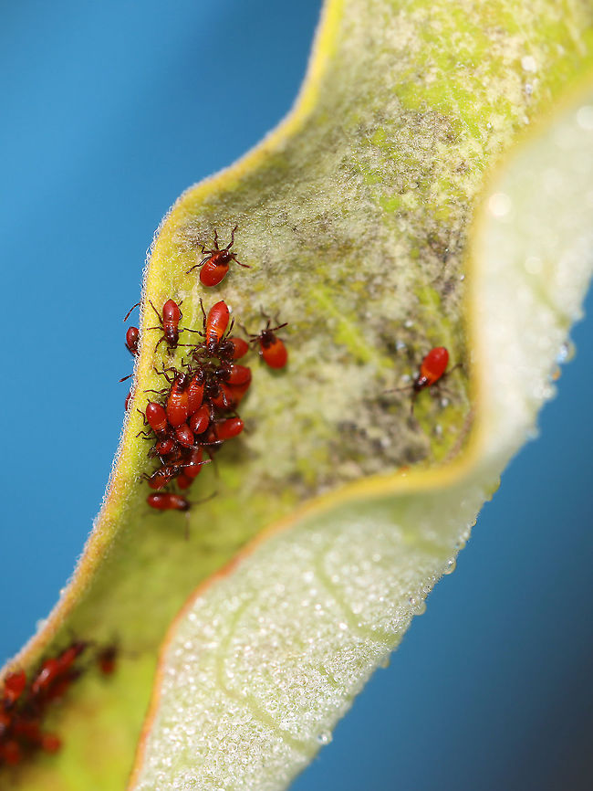 Milkweed Bug Nymphs - Oncopeltus fasciatus Habitat: Milkweed; meadow<br />
<figure class="photo"><a href="https://www.jungledragon.com/image/112299/milkweed_bug_nymphs_-_oncopeltus_fasciatus.html" title="Milkweed Bug Nymphs - Oncopeltus fasciatus"><img src="https://s3.amazonaws.com/media.jungledragon.com/images/3232/112299_thumb.jpg?AWSAccessKeyId=05GMT0V3GWVNE7GGM1R2&Expires=1759968010&Signature=8Yk8K9jXjFC2g%2B17K5W08QWWUlU%3D" width="200" height="140" alt="Milkweed Bug Nymphs - Oncopeltus fasciatus Habitat: Milkweed; meadow<br />
https://www.jungledragon.com/image/112300/milkweed_bug_nymphs_-_oncopeltus_fasciatus.html Geotagged,Large milkweed bug,Oncopeltus,Oncopeltus fasciatus,Summer,United States,nymphs" /></a></figure> Geotagged,Large milkweed bug,Oncopeltus fasciatus,Summer,United States