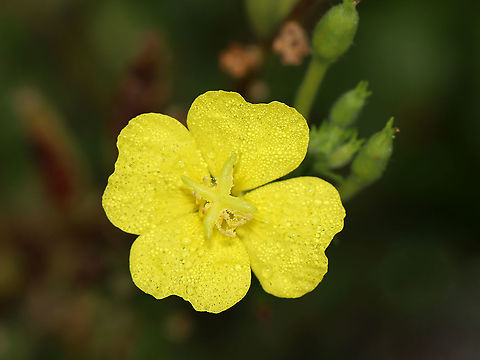 Evening Primrose - Oenothera biennis The flowers are produced on a many-flowered, tall, terminal spike and only bloom at night, closing by noon the next day. Hence the common name "evening primrose."

Habitat: Garden
https://www.jungledragon.com/image/112302/evening_primrose_-_oenothera_biennis.html
https://www.jungledragon.com/image/112303/evening_primrose_seeds_-_oenothera_biennis.html
https://www.jungledragon.com/image/112304/evening_primrose_seed_pod_-_oenothera_biennis.html Evening star,Geotagged,Oenothera,Oenothera biennis,Summer,United States,evening primrose