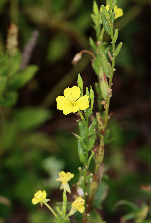 Evening Primrose - Oenothera biennis The flowers are produced on a many-flowered, tall, terminal spike and only bloom at night, closing by noon the next day. Hence the common name &quot;evening primrose.&quot;<br />
<br />
Habitat: Garden<br />
<figure class="photo"><a href="https://www.jungledragon.com/image/112304/septoria_oenotherae_on_evening_primrose_oenothera_biennis.html" title="Septoria oenotherae on Evening Primrose (Oenothera biennis)"><img src="https://s3.amazonaws.com/media.jungledragon.com/images/3232/112304_thumb.jpg?AWSAccessKeyId=05GMT0V3GWVNE7GGM1R2&Expires=1767225610&Signature=FtZkv7zRK0PbSdD5Z9AVeNL4Tsc%3D" width="200" height="134" alt="Septoria oenotherae on Evening Primrose (Oenothera biennis) The flowers are produced on a many-flowered, tall, terminal spike and only bloom at night, closing by noon the next day. Hence the common name &quot;evening primrose.&quot;<br />
<br />
Habitat: Garden<br />
https://www.jungledragon.com/image/112303/evening_primrose_seeds_-_oenothera_biennis.html<br />
https://www.jungledragon.com/image/112302/evening_primrose_-_oenothera_biennis.html<br />
https://www.jungledragon.com/image/112301/evening_primrose_-_oenothera_biennis.html Evening star,Geotagged,Oenothera biennis,Septoria oenotherae,Summer,United States,fungus,septoria" /></a></figure><br />
<figure class="photo"><a href="https://www.jungledragon.com/image/112303/evening_primrose_seeds_-_oenothera_biennis.html" title="Evening Primrose Seeds - Oenothera biennis"><img src="https://s3.amazonaws.com/media.jungledragon.com/images/3232/112303_thumb.jpg?AWSAccessKeyId=05GMT0V3GWVNE7GGM1R2&Expires=1767225610&Signature=6CvbBiBVcCzeRX5%2B5x%2FIfh%2BeMOc%3D" width="200" height="156" alt="Evening Primrose Seeds - Oenothera biennis The flowers are produced on a many-flowered, tall, terminal spike and only bloom at night, closing by noon the next day. Hence the common name &quot;evening primrose.&quot;<br />
<br />
Habitat: Garden<br />
https://www.jungledragon.com/image/112304/evening_primrose_seed_pod_-_oenothera_biennis.html<br />
https://www.jungledragon.com/image/112302/evening_primrose_-_oenothera_biennis.html<br />
https://www.jungledragon.com/image/112301/evening_primrose_-_oenothera_biennis.html<br />
 Evening star,Geotagged,Oenothera biennis,Summer,United States" /></a></figure><br />
<figure class="photo"><a href="https://www.jungledragon.com/image/112301/evening_primrose_-_oenothera_biennis.html" title="Evening Primrose - Oenothera biennis"><img src="https://s3.amazonaws.com/media.jungledragon.com/images/3232/112301_thumb.jpg?AWSAccessKeyId=05GMT0V3GWVNE7GGM1R2&Expires=1767225610&Signature=TAVWR7zd2vPx5rt%2BwAEsC4Z8bSk%3D" width="200" height="152" alt="Evening Primrose - Oenothera biennis The flowers are produced on a many-flowered, tall, terminal spike and only bloom at night, closing by noon the next day. Hence the common name &quot;evening primrose.&quot;<br />
<br />
Habitat: Garden<br />
https://www.jungledragon.com/image/112302/evening_primrose_-_oenothera_biennis.html<br />
https://www.jungledragon.com/image/112303/evening_primrose_seeds_-_oenothera_biennis.html<br />
https://www.jungledragon.com/image/112304/evening_primrose_seed_pod_-_oenothera_biennis.html Evening star,Geotagged,Oenothera,Oenothera biennis,Summer,United States,evening primrose" /></a></figure> Evening star,Geotagged,Oenothera biennis,Summer,United States