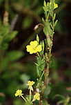 Evening Primrose - Oenothera biennis The flowers are produced on a many-flowered, tall, terminal spike and only bloom at night, closing by noon the next day. Hence the common name "evening primrose."<br />
<br />
Habitat: Garden<br />
https://www.jungledragon.com/image/112304/evening_primrose_seed_pod_-_oenothera_biennis.html<br />
https://www.jungledragon.com/image/112303/evening_primrose_seeds_-_oenothera_biennis.html<br />
https://www.jungledragon.com/image/112301/evening_primrose_-_oenothera_biennis.html Evening star,Geotagged,Oenothera biennis,Summer,United States