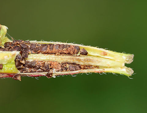 Evening Primrose Seeds - Oenothera biennis The flowers are produced on a many-flowered, tall, terminal spike and only bloom at night, closing by noon the next day. Hence the common name "evening primrose."

Habitat: Garden
https://www.jungledragon.com/image/112304/evening_primrose_seed_pod_-_oenothera_biennis.html
https://www.jungledragon.com/image/112302/evening_primrose_-_oenothera_biennis.html
https://www.jungledragon.com/image/112301/evening_primrose_-_oenothera_biennis.html
 Evening star,Geotagged,Oenothera biennis,Summer,United States