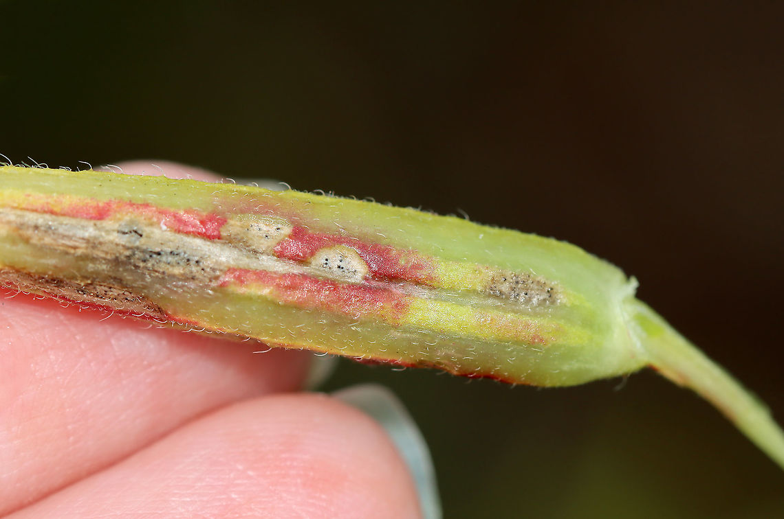 Septoria oenotherae on Evening Primrose (Oenothera biennis) The flowers are produced on a many-flowered, tall, terminal spike and only bloom at night, closing by noon the next day. Hence the common name &quot;evening primrose.&quot;<br />
<br />
Habitat: Garden<br />
<figure class="photo"><a href="https://www.jungledragon.com/image/112303/evening_primrose_seeds_-_oenothera_biennis.html" title="Evening Primrose Seeds - Oenothera biennis"><img src="https://s3.amazonaws.com/media.jungledragon.com/images/3232/112303_thumb.jpg?AWSAccessKeyId=05GMT0V3GWVNE7GGM1R2&Expires=1767225610&Signature=6CvbBiBVcCzeRX5%2B5x%2FIfh%2BeMOc%3D" width="200" height="156" alt="Evening Primrose Seeds - Oenothera biennis The flowers are produced on a many-flowered, tall, terminal spike and only bloom at night, closing by noon the next day. Hence the common name &quot;evening primrose.&quot;<br />
<br />
Habitat: Garden<br />
https://www.jungledragon.com/image/112304/evening_primrose_seed_pod_-_oenothera_biennis.html<br />
https://www.jungledragon.com/image/112302/evening_primrose_-_oenothera_biennis.html<br />
https://www.jungledragon.com/image/112301/evening_primrose_-_oenothera_biennis.html<br />
 Evening star,Geotagged,Oenothera biennis,Summer,United States" /></a></figure><br />
<figure class="photo"><a href="https://www.jungledragon.com/image/112302/evening_primrose_-_oenothera_biennis.html" title="Evening Primrose - Oenothera biennis"><img src="https://s3.amazonaws.com/media.jungledragon.com/images/3232/112302_thumb.jpg?AWSAccessKeyId=05GMT0V3GWVNE7GGM1R2&Expires=1767225610&Signature=YIOU2Ui9uqhNSrXQbW%2FqAm83TY4%3D" width="104" height="152" alt="Evening Primrose - Oenothera biennis The flowers are produced on a many-flowered, tall, terminal spike and only bloom at night, closing by noon the next day. Hence the common name &quot;evening primrose.&quot;<br />
<br />
Habitat: Garden<br />
https://www.jungledragon.com/image/112304/evening_primrose_seed_pod_-_oenothera_biennis.html<br />
https://www.jungledragon.com/image/112303/evening_primrose_seeds_-_oenothera_biennis.html<br />
https://www.jungledragon.com/image/112301/evening_primrose_-_oenothera_biennis.html Evening star,Geotagged,Oenothera biennis,Summer,United States" /></a></figure><br />
<figure class="photo"><a href="https://www.jungledragon.com/image/112301/evening_primrose_-_oenothera_biennis.html" title="Evening Primrose - Oenothera biennis"><img src="https://s3.amazonaws.com/media.jungledragon.com/images/3232/112301_thumb.jpg?AWSAccessKeyId=05GMT0V3GWVNE7GGM1R2&Expires=1767225610&Signature=TAVWR7zd2vPx5rt%2BwAEsC4Z8bSk%3D" width="200" height="152" alt="Evening Primrose - Oenothera biennis The flowers are produced on a many-flowered, tall, terminal spike and only bloom at night, closing by noon the next day. Hence the common name &quot;evening primrose.&quot;<br />
<br />
Habitat: Garden<br />
https://www.jungledragon.com/image/112302/evening_primrose_-_oenothera_biennis.html<br />
https://www.jungledragon.com/image/112303/evening_primrose_seeds_-_oenothera_biennis.html<br />
https://www.jungledragon.com/image/112304/evening_primrose_seed_pod_-_oenothera_biennis.html Evening star,Geotagged,Oenothera,Oenothera biennis,Summer,United States,evening primrose" /></a></figure> Evening star,Geotagged,Oenothera biennis,Septoria oenotherae,Summer,United States,fungus,septoria
