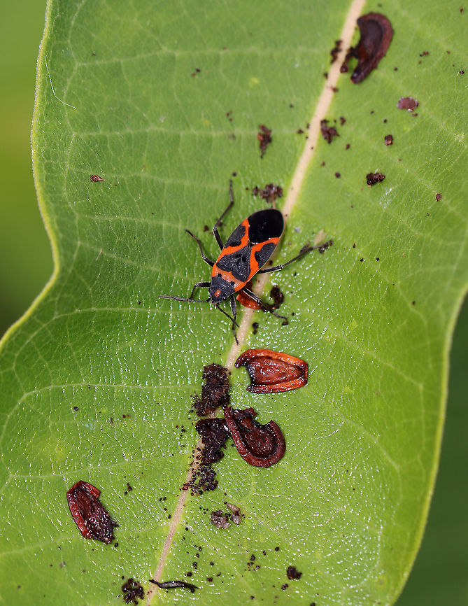 Small Milkweed Bug - Lygaeus kalmii This bug was having a feast.<br />
<br />
Habitat: Milkweed; meadow Geotagged,Lygaeus,Lygaeus kalmii,Small milkweed bug,Summer,United States,bug,milkweed bug