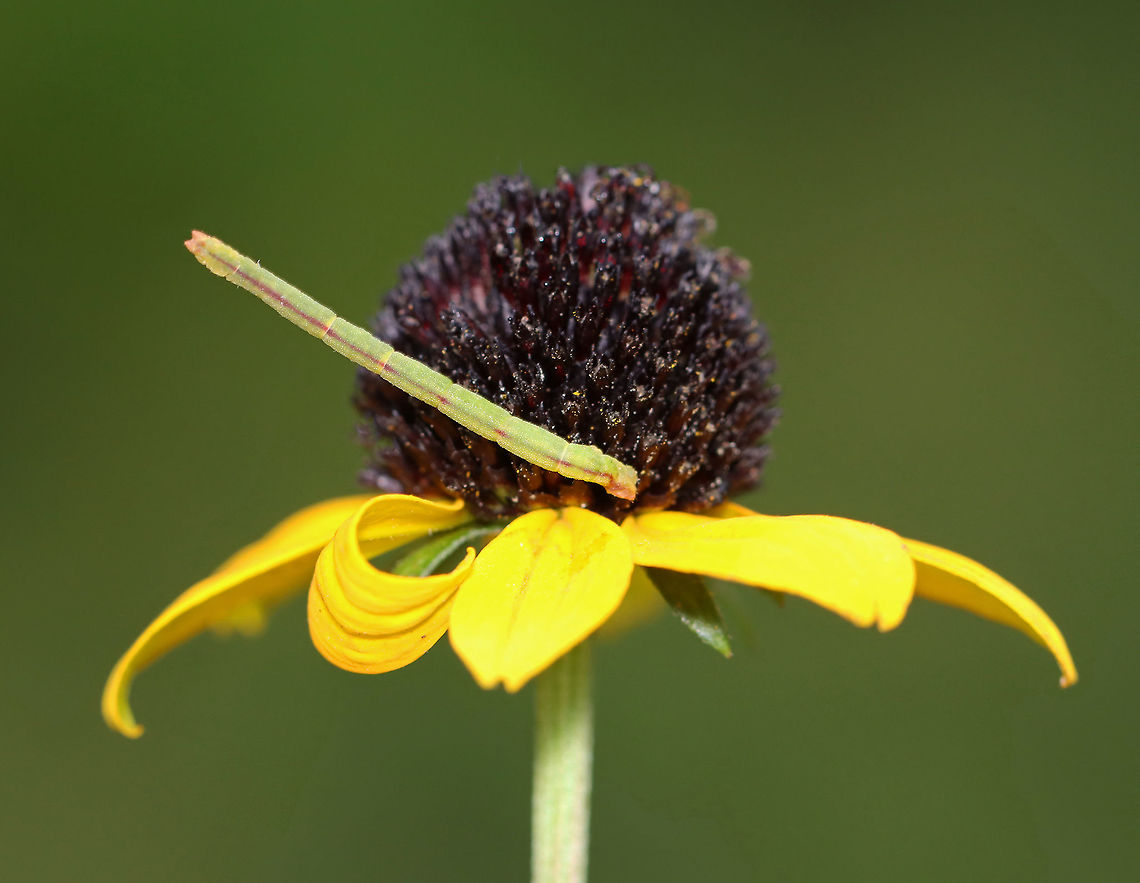 Unidentified Caterpillar - Family Geometridae Cool camouflage, but it definitely did not blend in.<br />
<br />
Habitat: Rudbeckia sp.; meadow  Geometridae,Geotagged,Summer,United States,caterpillar,larva