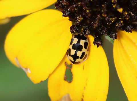 14-spotted Ladybird - Propylea quatuordecimpunctata Light yellow/tan elytra with black rectangular spots. Elytra have 14 spots, some of which may be fused near the midline.

Habitat: Meadow Fourteen spotted Ladybird,Geotagged,Propylea quatuordecimpunctata,Summer,United States,beetle,ladybird,ladybug