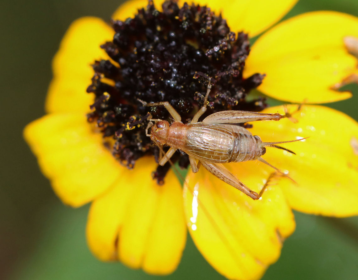Say's Bush Cricket - Anaxipha exigua Habitat: Meadow Anaxipha,Anaxipha exigua,Geotagged,Summer,United States,cricket