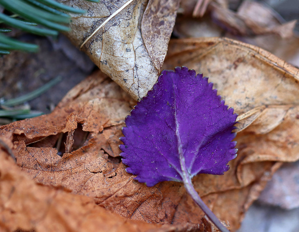 Ragwort Leaf - Packera sp. Some of the leaves on these ragwort plants were very purple on the undersurface. <br />
<br />
Habitat: Mixed, mesic forest Geotagged,Golden ragwort,Packera,Packera aurea,Spring,United States,purple leaf,ragwort