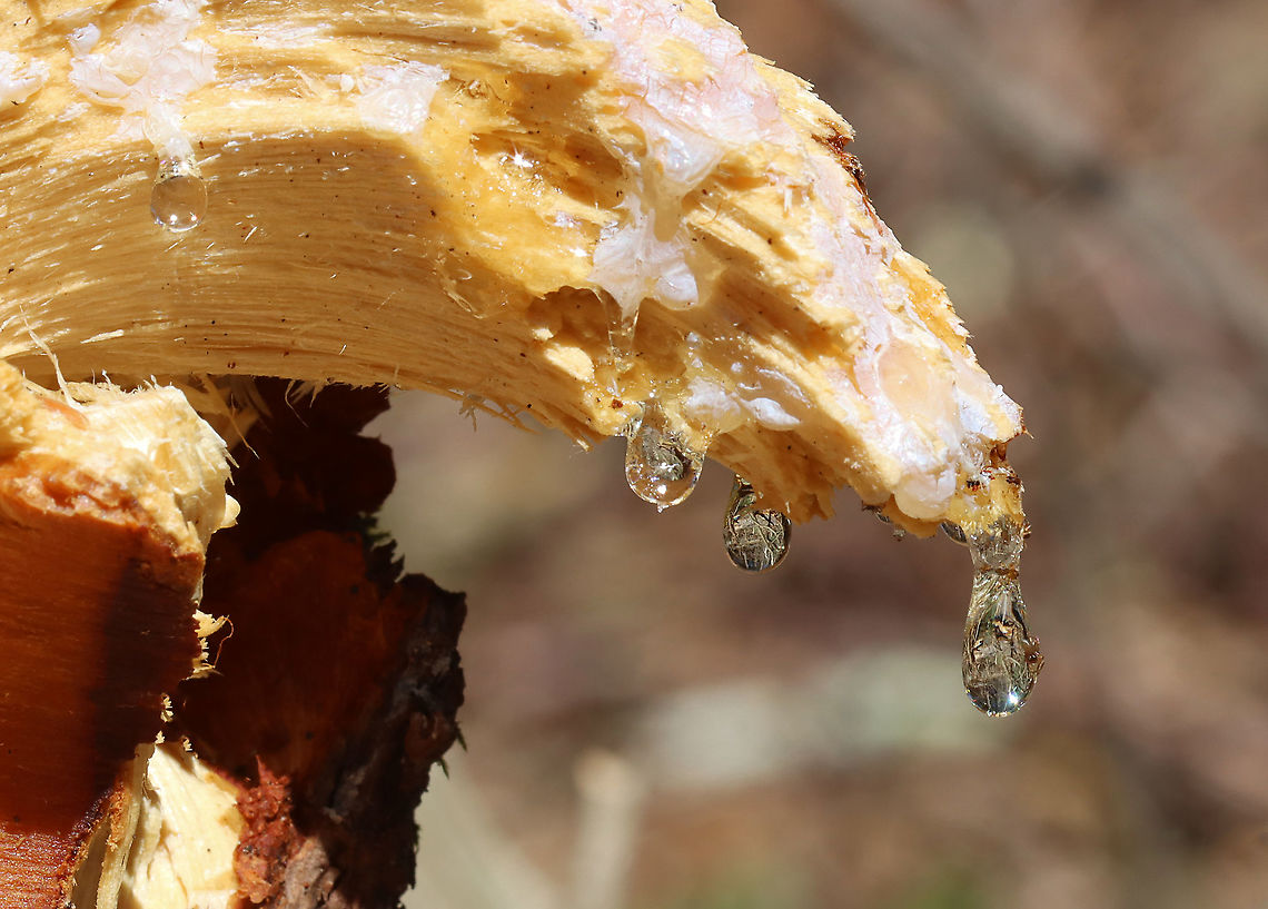 Eastern White Pine Tree Resin (Sap) This pine tree looked like it had been healthy, but was unlucky enough to have been felled by the elements during a recent storm. The sap was pouring out of its wounds and glistened beautifully in the sunshine.<br />
<br />
Pine trees are very resilient, coniferous trees. Like most trees, they produce sap. Sap is essential to a tree because although the roots are responsible for taking in water and nutrients, the sap is the stuff that actually spreads these nutrients throughout the tree.<br />
<br />
Pine tree sap has numerous uses - including use as glue, making turpentine and candles, starting fires, and waterproofing baskets, pails, and boats. Interestingly, the Chippewa also used pine sap to treat infections and even gangrenous wounds. This is because pine sap apparently has a number of efficient antimicrobials.<br />
<br />
Habitat: Mixed forest<br />
<figure class="photo"><a href="https://www.jungledragon.com/image/112336/eastern_white_pine_tree_resin_sap.html" title="Eastern White Pine Tree Resin (Sap)"><img src="https://s3.amazonaws.com/media.jungledragon.com/images/3232/112336_thumb.jpg?AWSAccessKeyId=05GMT0V3GWVNE7GGM1R2&Expires=1769040010&Signature=1Jmyki3ffjrK91CQ7Ka6YiwbqD4%3D" width="200" height="158" alt="Eastern White Pine Tree Resin (Sap) This pine tree looked like it had been healthy, but was unlucky enough to have been felled by the elements during a recent storm. The sap was pouring out of its wounds and glistened beautifully in the sunshine.<br />
<br />
Pine trees are very resilient, coniferous trees. Like most trees, they produce sap. Sap is essential to a tree because although the roots are responsible for taking in water and nutrients, the sap is the stuff that actually spreads these nutrients throughout the tree.<br />
<br />
Pine tree sap has numerous uses - including use as glue, making turpentine and candles, starting fires, and waterproofing baskets, pails, and boats. Interestingly, the Chippewa also used pine sap to treat infections and even gangrenous wounds. This is because pine sap apparently has a number of efficient antimicrobials.<br />
<br />
Habitat: Mixed forest<br />
https://www.jungledragon.com/image/112337/eastern_white_pine_tree_resin_sap.html Eastern White Pine Tree sap,Geotagged,Spring,United States,pine sap,resin,sap" /></a></figure> Eastern White Pine Tree sap,Geotagged,Spring,United States,resin,sap