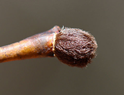 Eastern Leatherwood - Dirca palustris The buds are so soft and fluffy!

Habitat: Mesic forest
https://www.jungledragon.com/image/112343/eastern_leatherwood_-_dirca_palustris.html Dirca palustris,Eastern leatherwood,Geotagged,Spring,United States