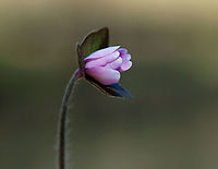 Sharp-lobed Hepatica - Anemone acutiloba An early spring wildflower with lavender flowers and 3-lobed leaves.<br />
<br />
The word "hepatica" is derived from the Latin word for "liver", which refers to the supposed resemblance of the leaves to the liver. This resemblance led early herbalists to assume that these plants would be effective in treating liver ailments.<br />
<br />
Habitat: Blooming throughout a swampy, mixed forest<br />
https://www.jungledragon.com/image/112347/sharp-lobed_hepatica_-_anemone_acutiloba.html<br />
https://www.jungledragon.com/image/112346/sharp-lobed_hepatica_-_anemone_acutiloba.html Anemone acutiloba,Geotagged,Sharp-lobed Hepatica,Spring,United States,anemone,hepatica
