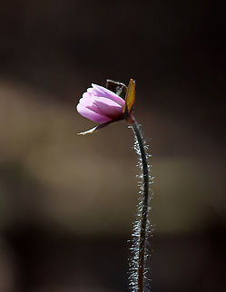 Sharp-lobed Hepatica - Anemone acutiloba An early spring wildflower with lavender flowers and 3-lobed leaves.

The word "hepatica" is derived from the Latin word for "liver", which refers to the supposed resemblance of the leaves to the liver. This resemblance led early herbalists to assume that these plants would be effective in treating liver ailments.

Habitat: Blooming throughout a swampy, mixed forest
https://www.jungledragon.com/image/112345/sharp-lobed_hepatica_-_anemone_acutiloba.html
https://www.jungledragon.com/image/112347/sharp-lobed_hepatica_-_anemone_acutiloba.html Anemone acutiloba,Geotagged,Sharp-lobed Hepatica,Spring,United States