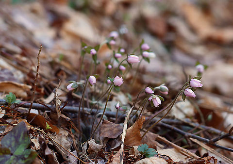 Sharp-lobed Hepatica - Anemone acutiloba An early spring wildflower with lavender flowers and 3-lobed leaves.

The word "hepatica" is derived from the Latin word for "liver", which refers to the supposed resemblance of the leaves to the liver. This resemblance led early herbalists to assume that these plants would be effective in treating liver ailments.

Habitat: Blooming throughout a swampy, mixed forest
https://www.jungledragon.com/image/112345/sharp-lobed_hepatica_-_anemone_acutiloba.html
https://www.jungledragon.com/image/112346/sharp-lobed_hepatica_-_anemone_acutiloba.html Anemone acutiloba,Geotagged,Sharp-lobed Hepatica,Spring,United States