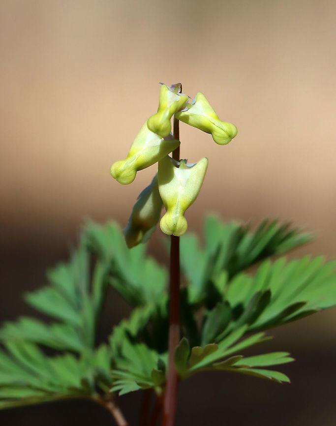 Dutchman's Breeches - Dicentra cucullaria Immature flowers -- I&#039;ve never seen them so yellow.<br />
<br />
Habitat: Mesic, mixed forest Dicentra,Dicentra cucullaria,Dutchman's breeches,Geotagged,Spring,United States