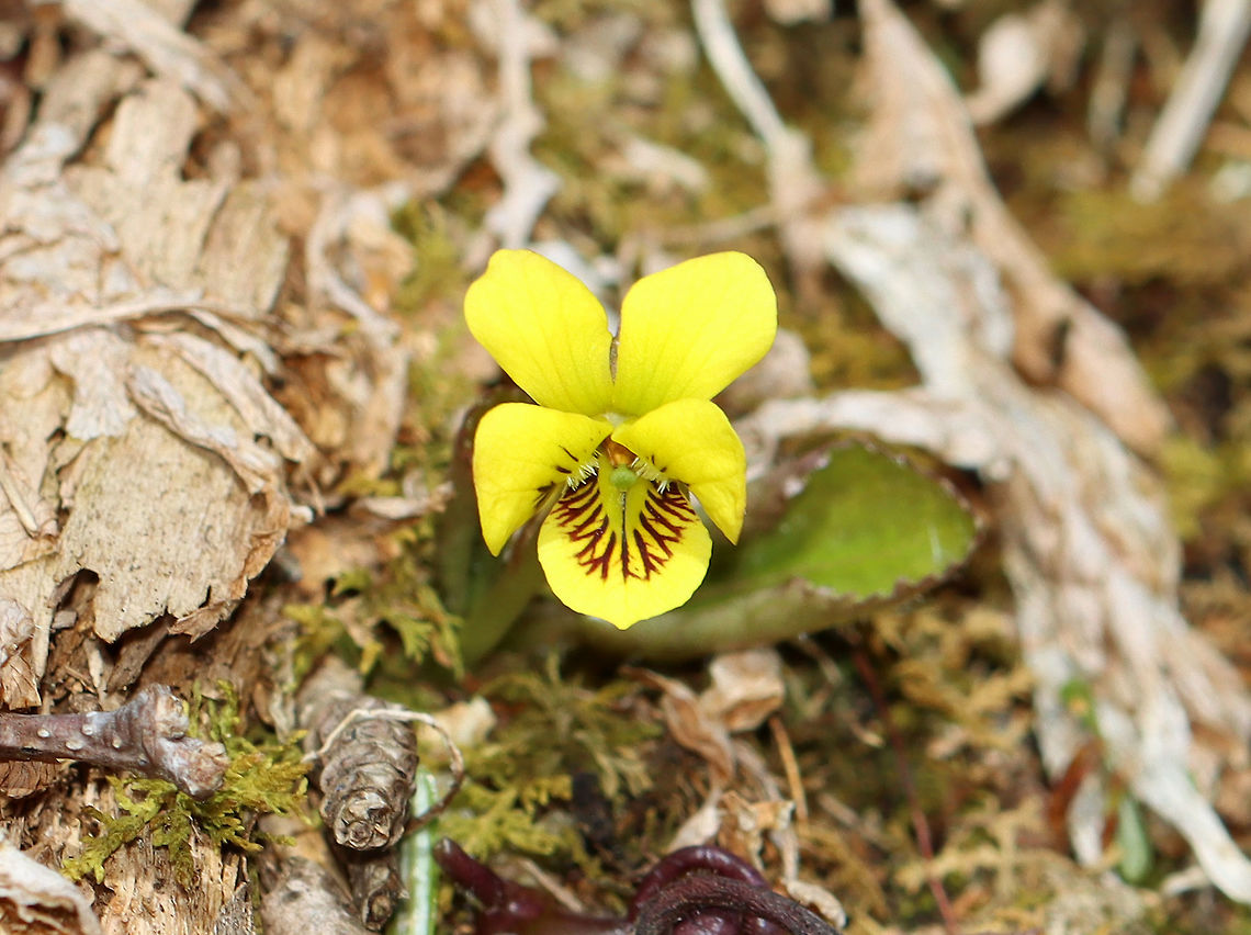 Roundleaf Yellow Violet - Viola rotundifolia ~4 cm tall; flowers and leaves are on separate stalks.  <br />
<br />
Habitat: Mesic forest<br />
<figure class="photo"><a href="https://www.jungledragon.com/image/112538/roundleaf_yellow_violet_-_viola_rotundifolia.html" title="Roundleaf Yellow Violet - Viola rotundifolia"><img src="https://s3.amazonaws.com/media.jungledragon.com/images/3232/112538_thumb.jpg?AWSAccessKeyId=05GMT0V3GWVNE7GGM1R2&Expires=1769040010&Signature=ZZ0Ty4BvVrJjfjgFQE0N8tXIji0%3D" width="200" height="162" alt="Roundleaf Yellow Violet - Viola rotundifolia ~4 cm tall; flowers and leaves are on separate stalks.<br />
<br />
Habitat: Mesic forest<br />
https://www.jungledragon.com/image/112536/roundleaf_yellow_violet_-_viola_rotundifolia.html Geotagged,Roundleaf Yellow Violet,Spring,United States,Viola  rotundifolia" /></a></figure> Geotagged,Roundleaf Yellow Violet,Spring,United States,Viola,Viola  rotundifolia,Viola rotundifolia,Violet,yellow violet