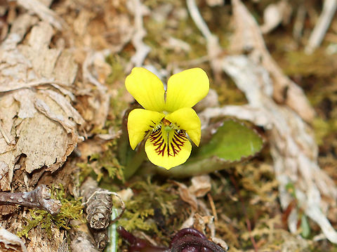 Roundleaf Yellow Violet - Viola rotundifolia ~4 cm tall; flowers and leaves are on separate stalks.  

Habitat: Mesic forest
https://www.jungledragon.com/image/112538/roundleaf_yellow_violet_-_viola_rotundifolia.html Geotagged,Roundleaf Yellow Violet,Spring,United States,Viola,Viola  rotundifolia,Viola rotundifolia,Violet,yellow violet