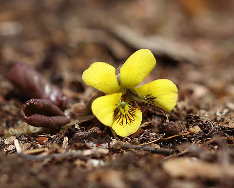 Roundleaf Yellow Violet - Viola rotundifolia ~4 cm tall; flowers and leaves are on separate stalks.

Habitat: Mesic forest
https://www.jungledragon.com/image/112536/roundleaf_yellow_violet_-_viola_rotundifolia.html Geotagged,Roundleaf Yellow Violet,Spring,United States,Viola  rotundifolia