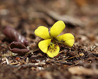 Roundleaf Yellow Violet - Viola rotundifolia ~4 cm tall; flowers and leaves are on separate stalks.<br />
<br />
Habitat: Mesic forest<br />
https://www.jungledragon.com/image/112536/roundleaf_yellow_violet_-_viola_rotundifolia.html Geotagged,Roundleaf Yellow Violet,Spring,United States,Viola  rotundifolia
