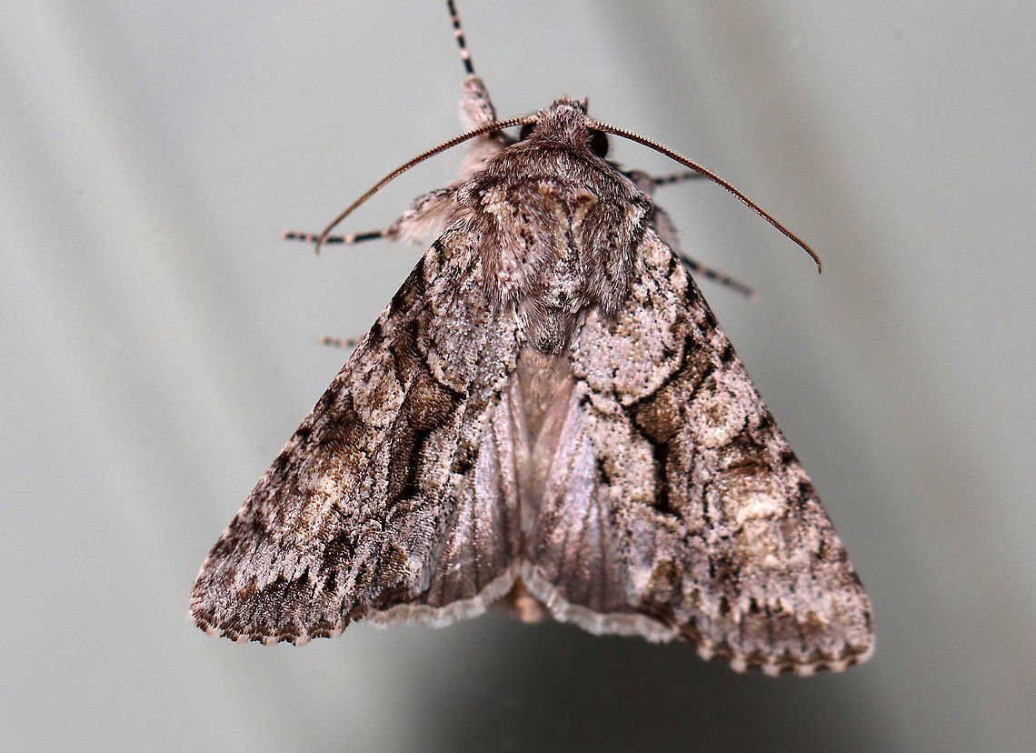 Distinct Quaker - Achatia distincta Habitat: Attracted to a 395 nm LED light; semi-rural area<br />
<br />
2021 (2) Achatia,Achatia distincta,Distinct Quaker,Geotagged,Spring,United States,moth