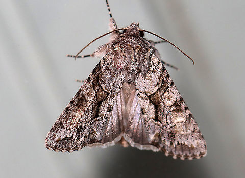 Distinct Quaker - Achatia distincta Habitat: Attracted to a 395 nm LED light; semi-rural area

2021 (2) Achatia,Achatia distincta,Distinct Quaker,Geotagged,Spring,United States,moth