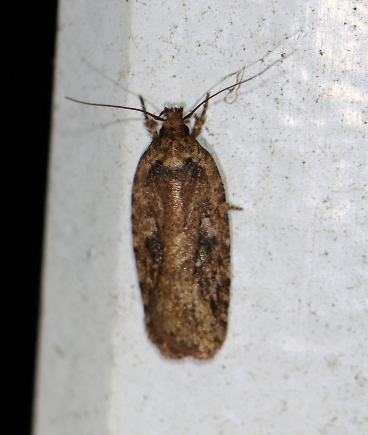 Agonopterix pulvipennella Habitat: Attracted to a 395 nm LED light; semi-rural area<br />
<br />
2021 (3) Agonopterix,Agonopterix pulvipennella,Geotagged,Spring,United States,moth