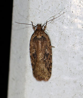 Agonopterix pulvipennella Habitat: Attracted to a 395 nm LED light; semi-rural area

2021 (3) Agonopterix,Agonopterix pulvipennella,Geotagged,Spring,United States,moth