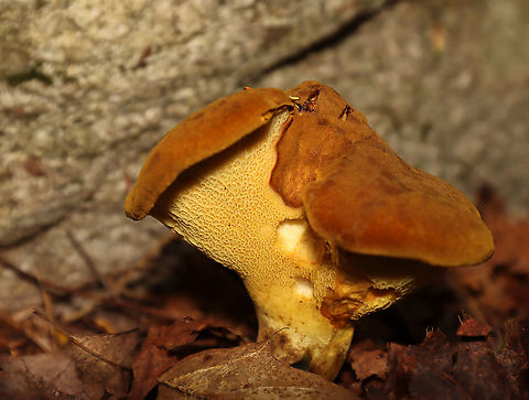 Ash-tree Bolete - Boletinellus merulioides Habitat: Mixed forest
https://www.jungledragon.com/image/112573/ash-tree_bolete_-_boletinellus_merulioides.html Ash-tree bolete,Boletinellus merulioides,Geotagged,Summer,United States,bolete,fungus,mushroom